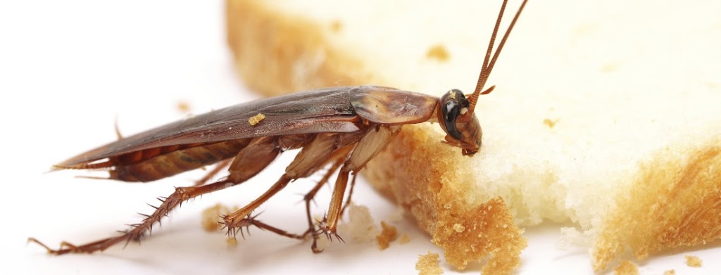 Reliable Pest Control | 1730 McPherson Ct, Pickering, ON L1W 3E6, Canada | Phone: (888) 831-2727