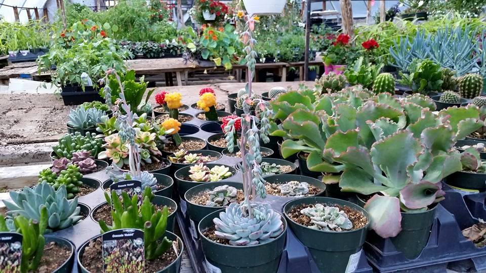 Country Garden Greenhouse | BC-97, Westwold, BC V0E 3B0, Canada | Phone: (250) 375-2241
