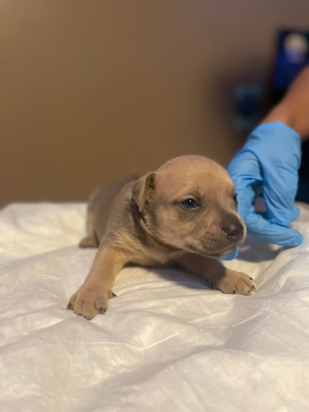 Alpha Centauri Kennels | Old Weston Rd, Toronto, ON M6N 3B3, Canada | Phone: (647) 989-4354