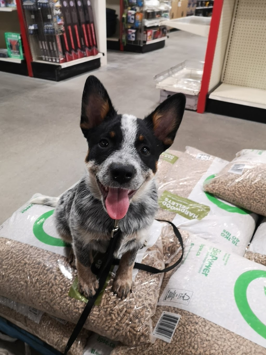 K9 Mechanix Dog Training | 383 County Rd 41, Kirkfield, ON K0M 2B0, Canada | Phone: (705) 309-5230