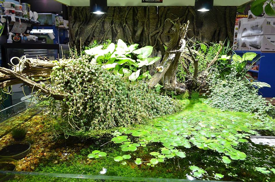 Phils Pets | 77 Durham St W, Lindsay, ON K9V 2P8, Canada | Phone: (705) 878-5792