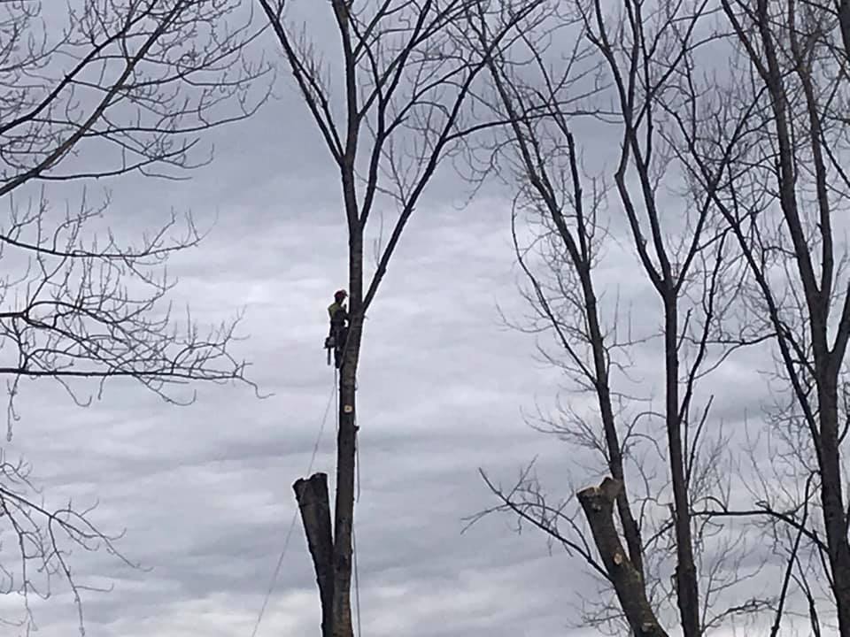 Joe Skillen Tree Services Ltd. | 42244 Yarrow Central Rd, Chilliwack, BC V2R 5H8, Canada | Phone: (604) 858-9376