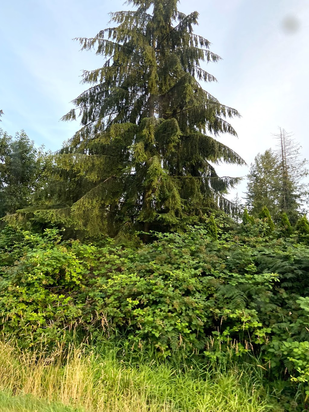 Country Squire Boarding Kennels | 24862 16 Ave, Aldergrove, BC V4W 2R6, Canada | Phone: (604) 856-7387