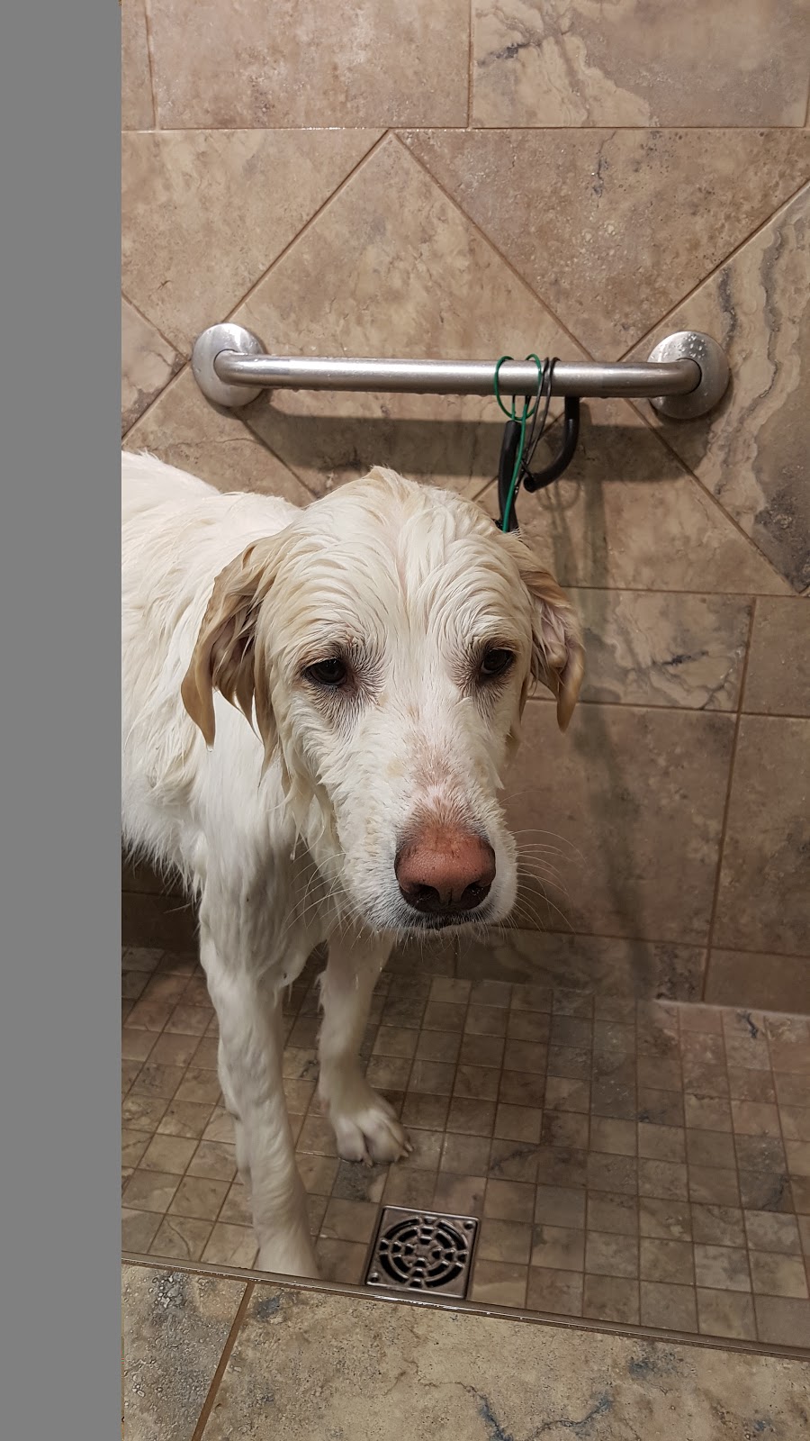 Pet Valu | 720 Center St #D2, Thornhill, ON L4J 0A7, Canada | Phone: (905) 881-0396