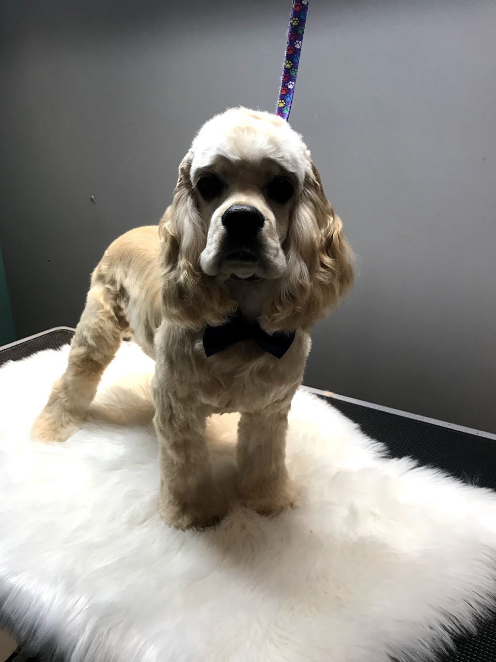 Tip-Top Tailz Pet Spa | 3928 Claxton Loop SW, Edmonton, AB T6W 1Y6, Canada | Phone: (780) 880-9864