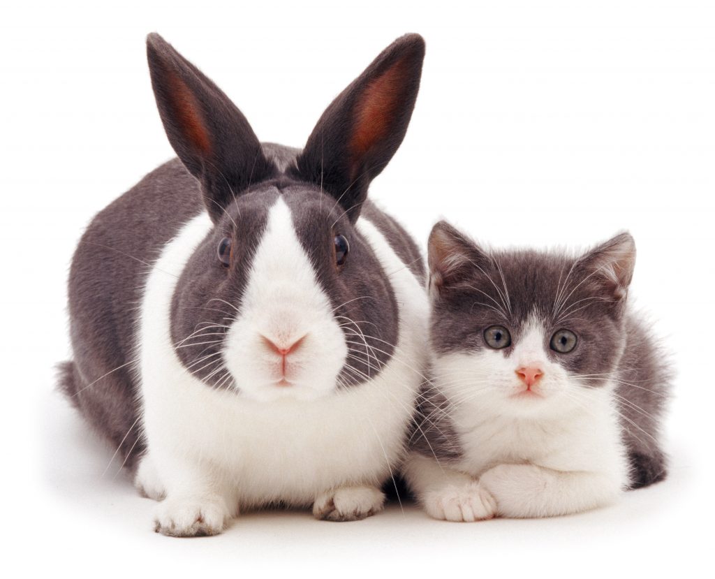 Hespeler Animal Hospital | 210 Pinebush Rd, Cambridge, ON N1R 8A9, Canada | Phone: (519) 740-7706
