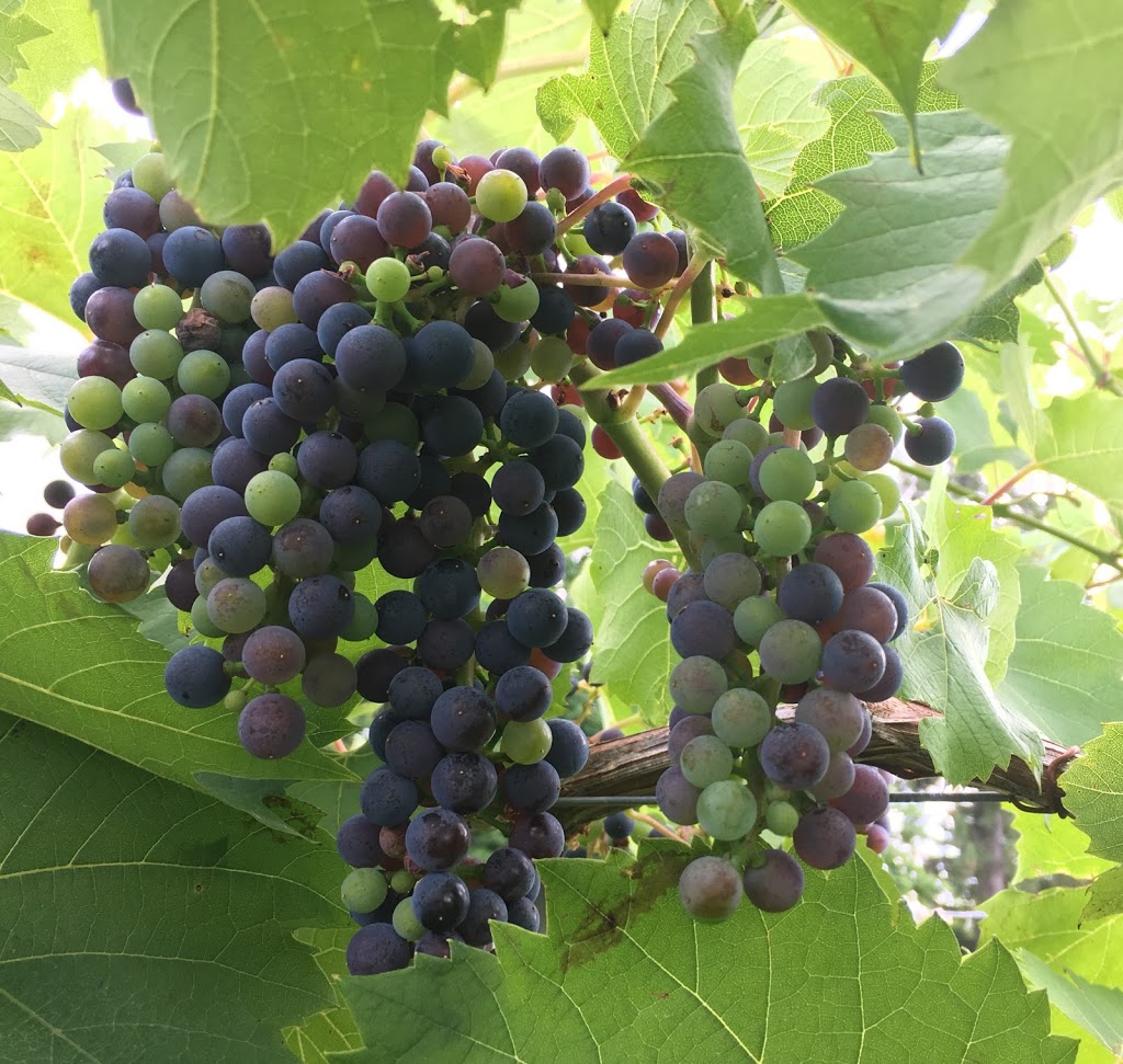 Sue-Ann Staff Estate Winery | 3210 Staff Ave, Jordan Station, ON L0R 1S0, Canada | Phone: (877) 566-1719