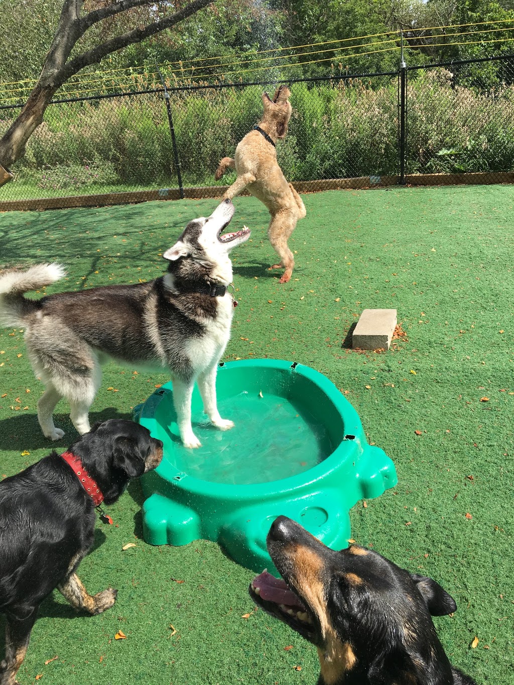 The Den Doggy Daycare | 5325 Harvester Rd, Burlington, ON L7L 5K4, Canada | Phone: (905) 631-5454