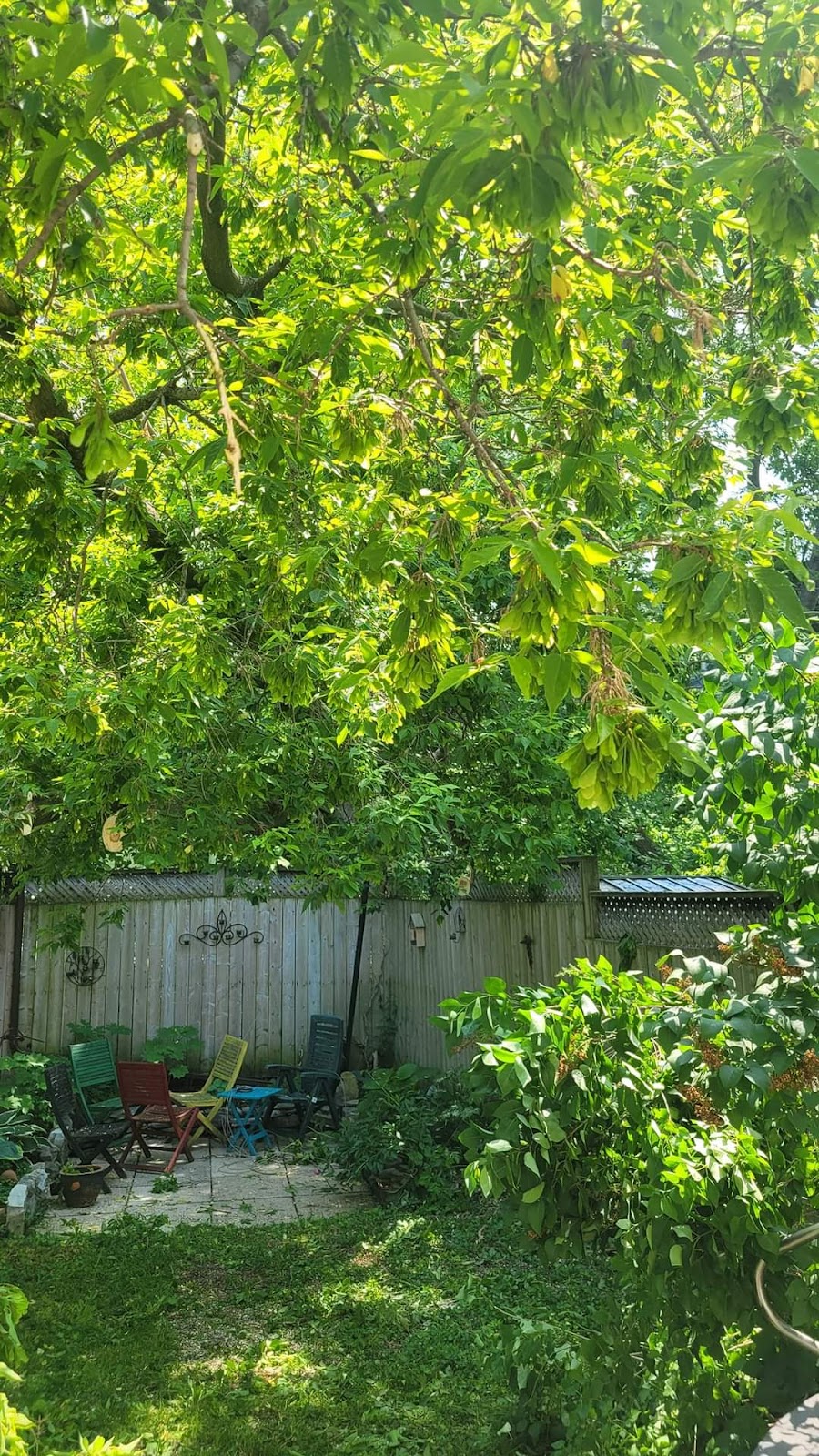 BOSSDAWG TREE REMOVALS | 362 Main St Apt 2, Deseronto, ON K0K 1X0, Canada | Phone: (613) 848-8326