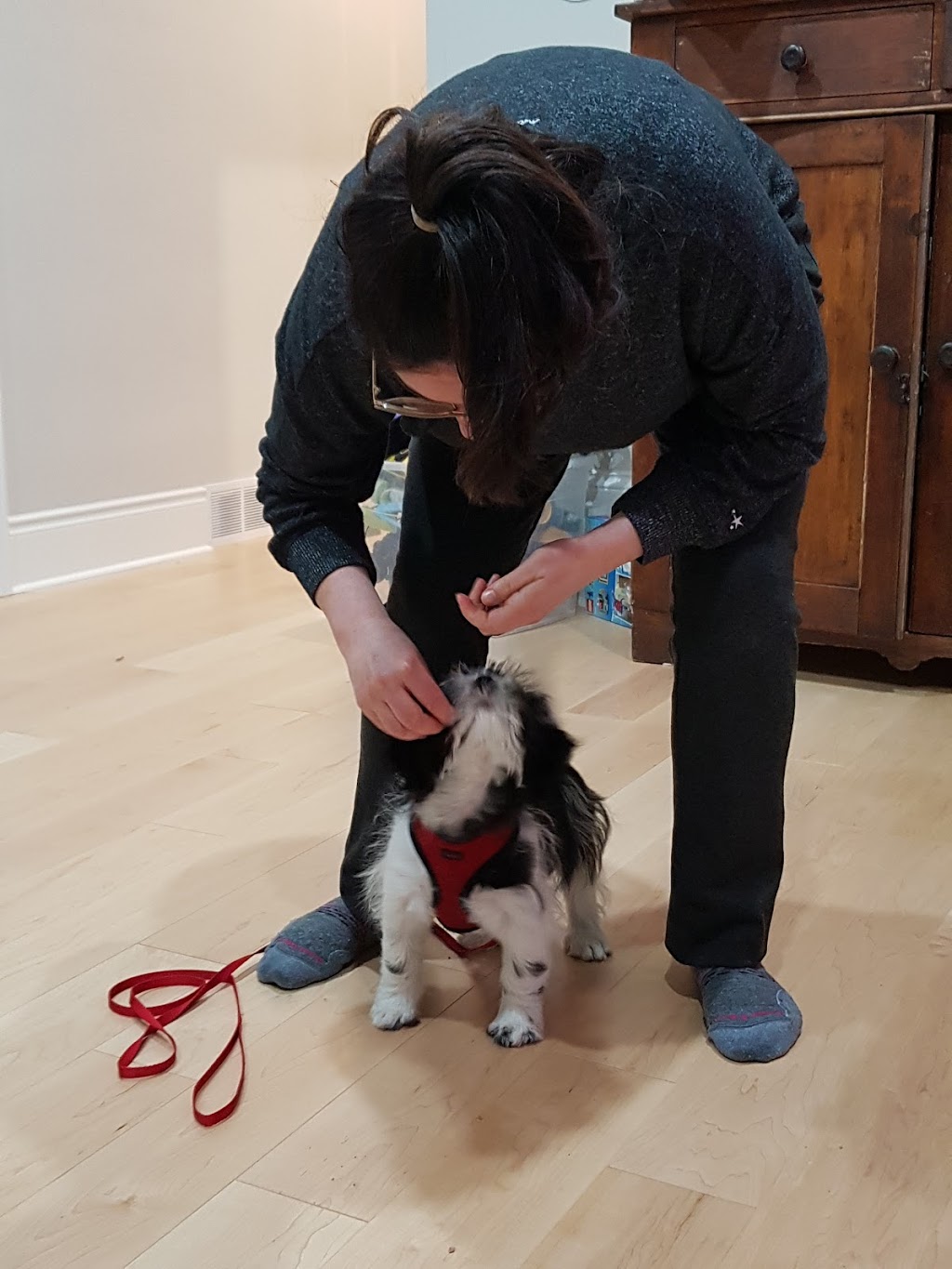 DOG-HAPPY Dog Training and Behaviour Consultations | Brock Rd, Uxbridge, ON L9P 1R4, Canada | Phone: (416) 735-2117