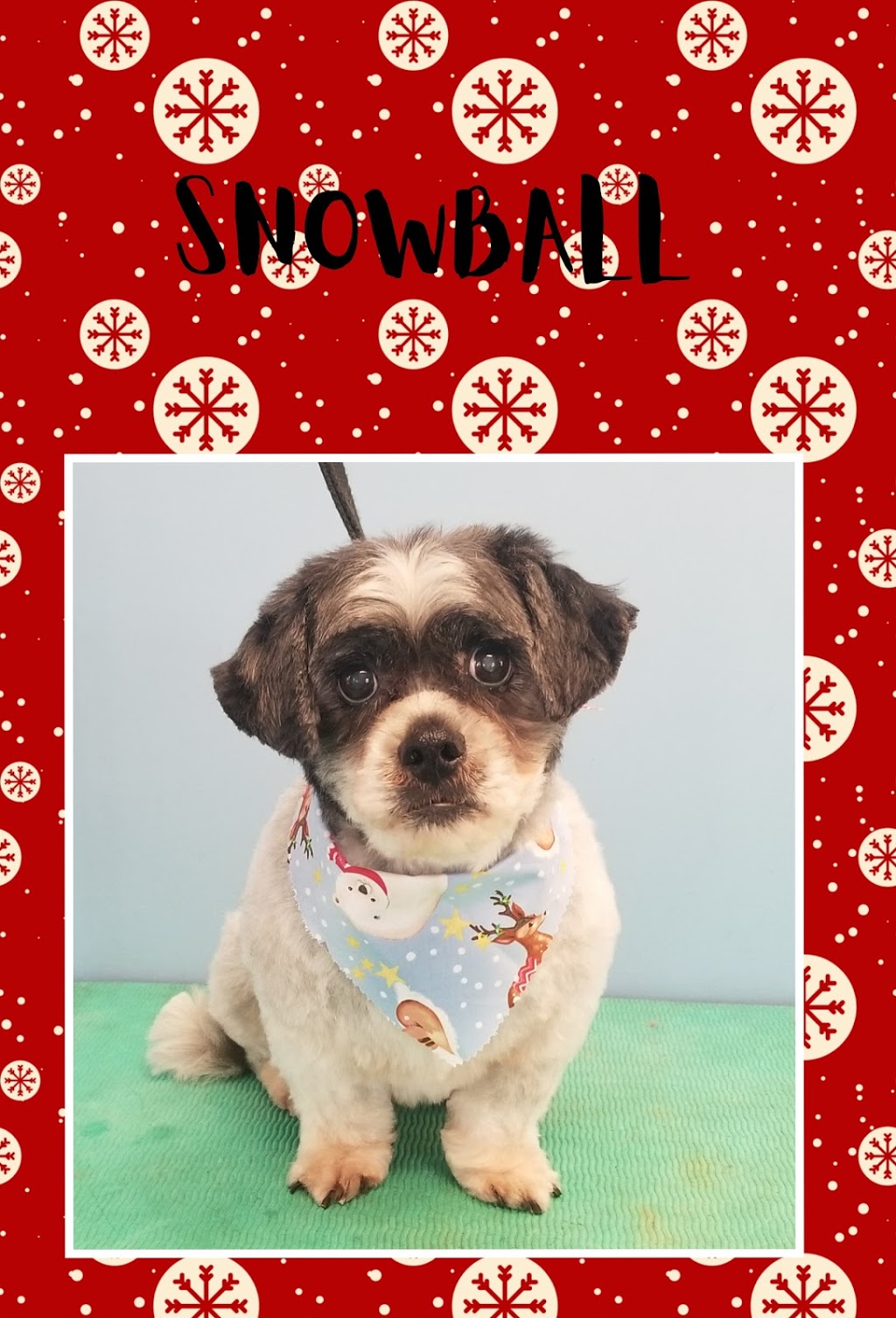 Grooming by Kerri | 63308, Range Rd 271, Jarvie, AB T0B 4B0, Canada | Phone: (780) 224-7064