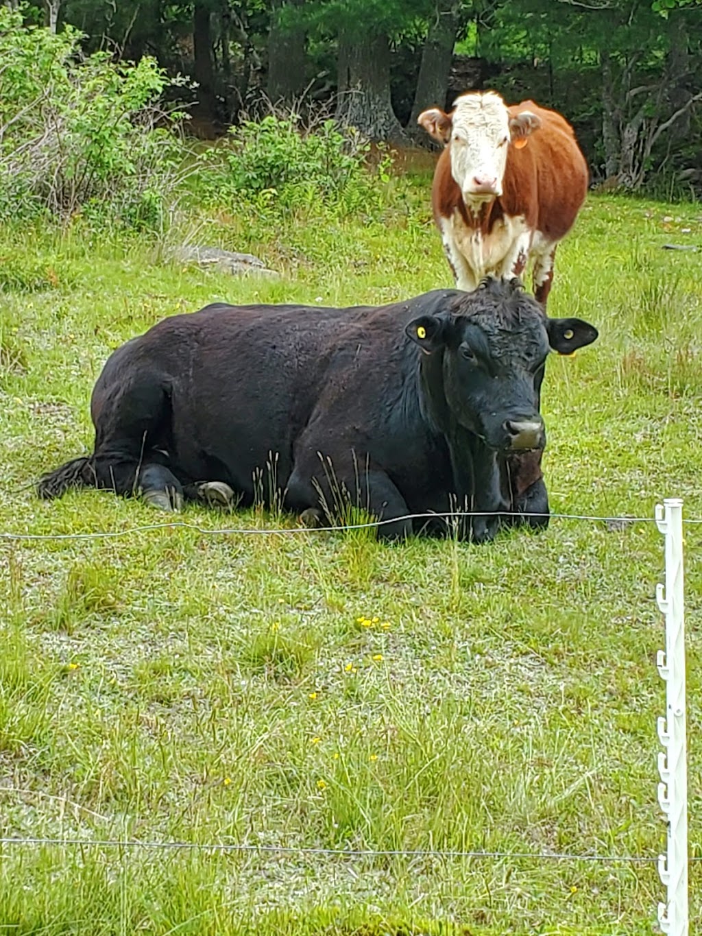Joudreys Hilltop Farm | 40 Burgoyne Rd, Danesville, NS B4V 8N9, Canada | Phone: (902) 298-9451