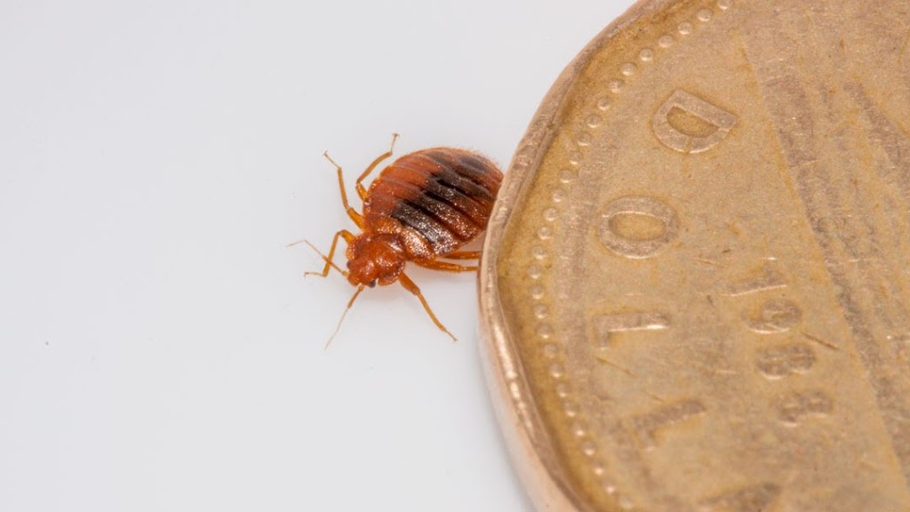 Mississauga Pest Control | 4712 Colombo Crescent, Mississauga, ON L5M 7R4, Canada | Phone: (416) 321-5060
