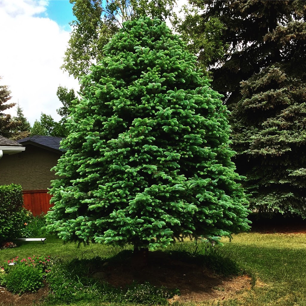 Symmetree Arborist Services | 138 Riverglen Park SE, Calgary, AB T2C 3Z1, Canada | Phone: (587) 229-8060