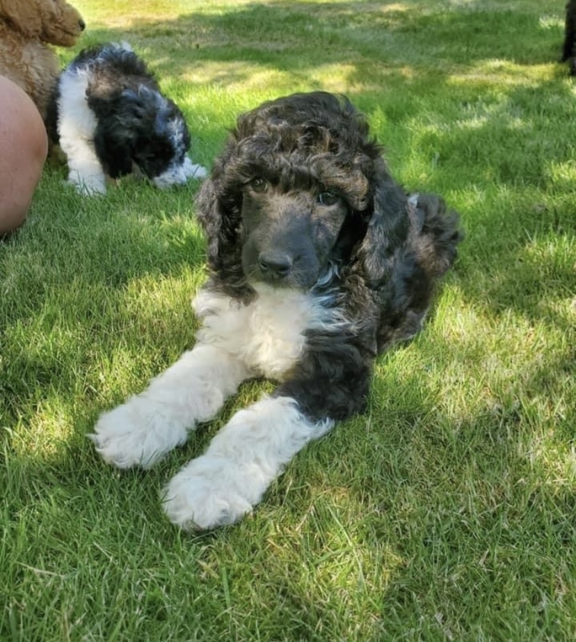 Soletree Poodles | Knutsford Hills Dr, Kamloops, BC V2E 2S8, Canada | Phone: (306) 897-3044