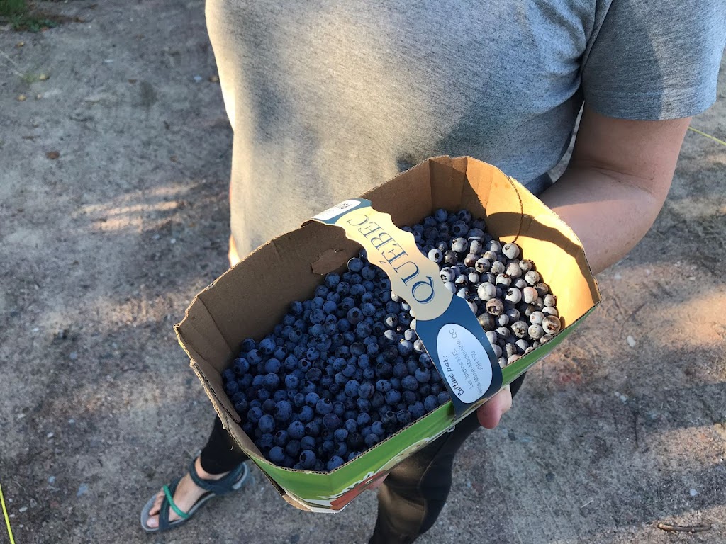 Autocueillette de bleuets libre-service | 1525 Chem. de la Pointe, Saint-Félicien, QC G8K 3G3, Canada | Phone: (418) 515-0213