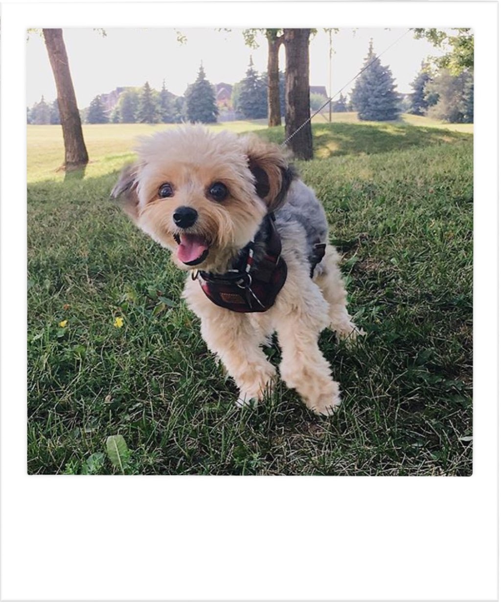 Dogs & Goddesses Inc. | 1056 Old Derry Rd, Mississauga, ON L5W 1A1, Canada | Phone: (905) 670-2229