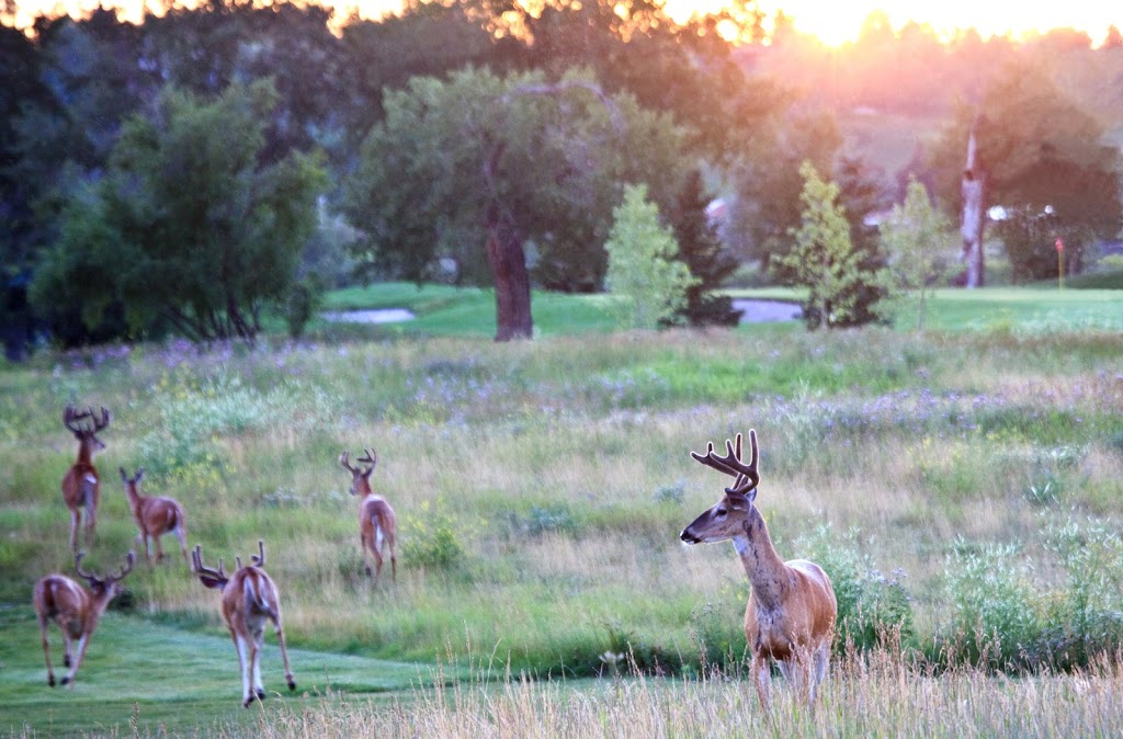 McKenzie Meadows Golf Club | 17215 McKenzie Meadows Dr SE, Calgary, AB T2Z 2T9, Canada | Phone: (403) 257-2255