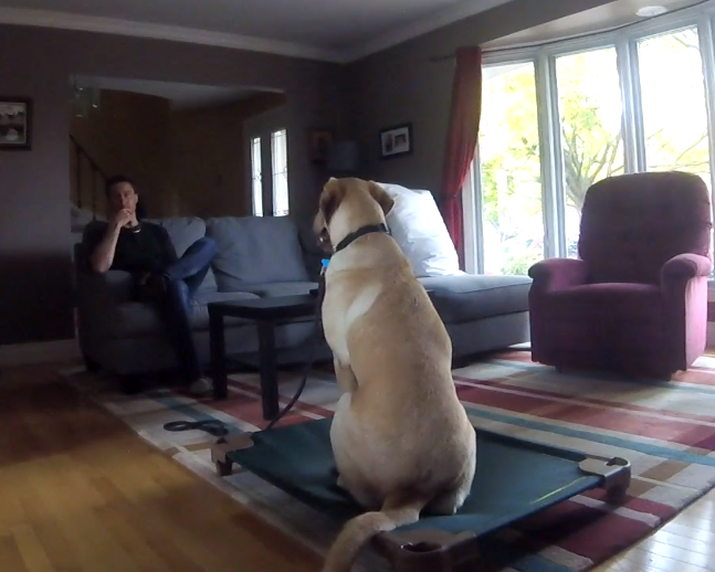 Leadership Based Dog Training | 104 Av. Angell, Beaconsfield, QC H9W 4V7, Canada | Phone: (514) 965-5869