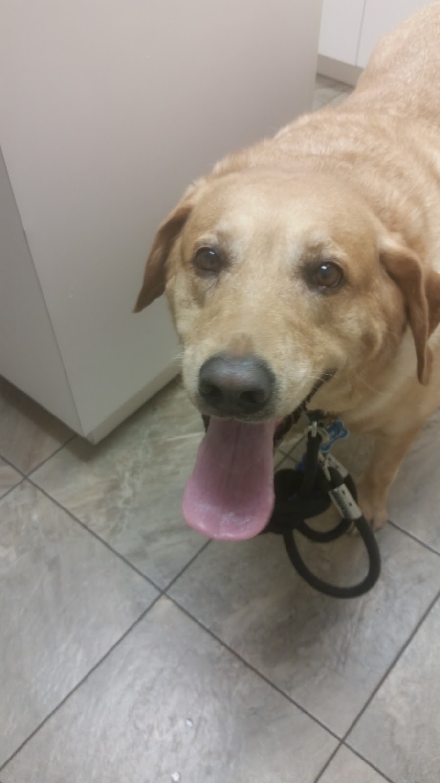Trenant Park Pet Clinic | 5080 Linden Dr, Delta, BC V4K 3A5, Canada | Phone: (604) 940-0899