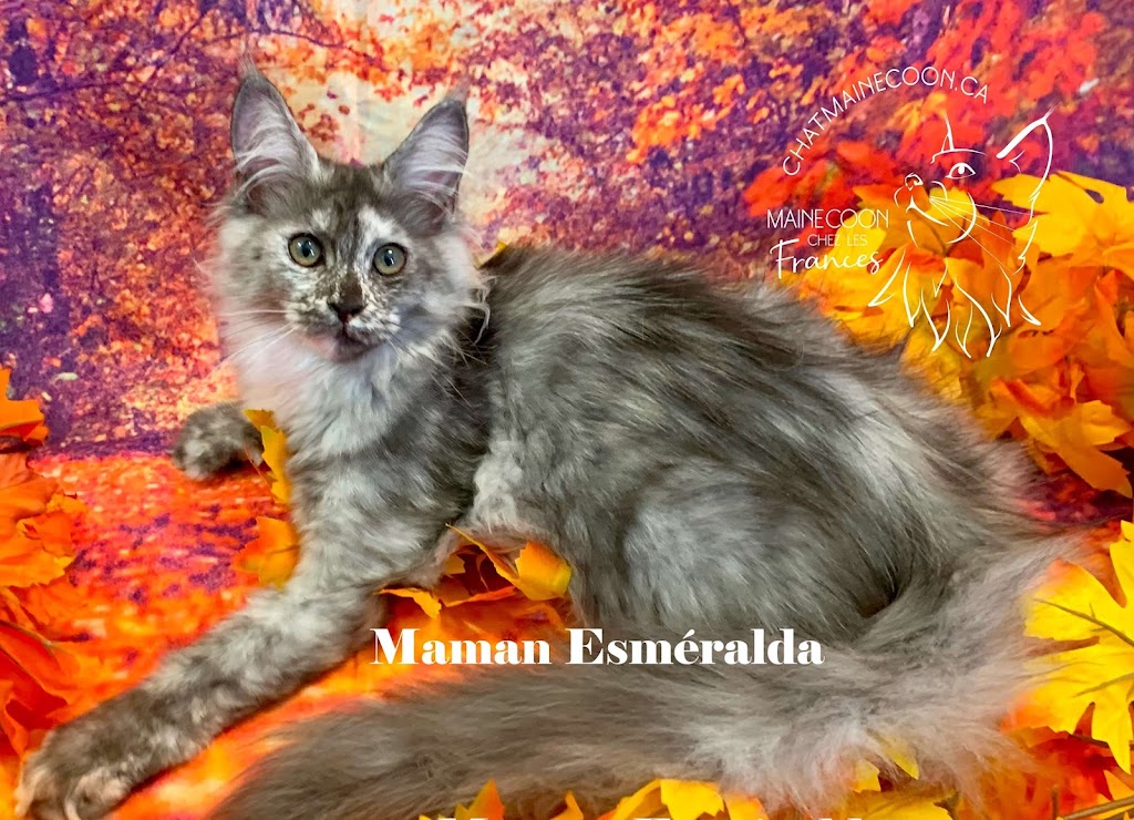 Chatterie Maine Coon FH (les Frances) | Rue St Étienne, LAssomption, QC J5W 1Y5, Canada | Phone: (514) 836-1560