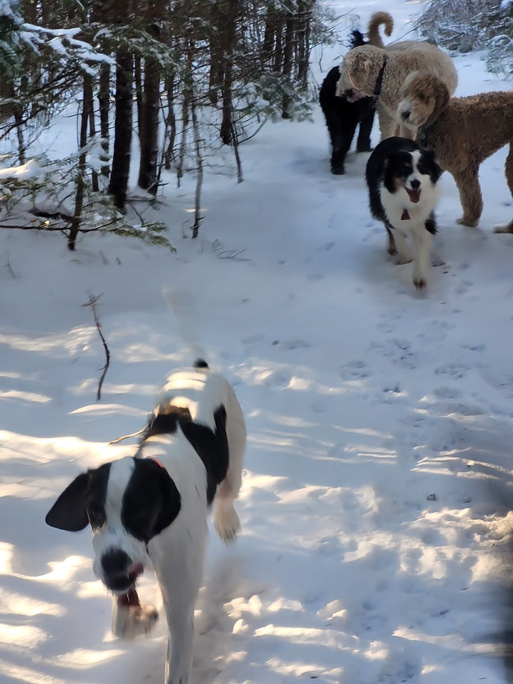 Muddy Paws Adventures, Nova Scotia | 820 McKay Rd, McKay Section, NS B0N 2A0, Canada | Phone: (902) 440-4872