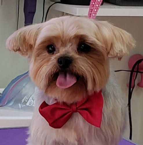 Fetching Fur Dog Grooming | 34517 Pearl Ave, Abbotsford, BC V2S 2V7, Canada | Phone: (604) 853-3647