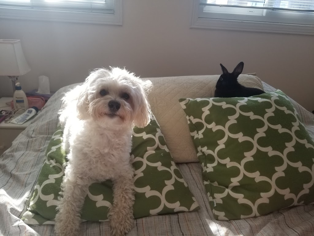 Pet Valu | 280 North Service Rd W #21, Oakville, ON L6M 2S2, Canada | Phone: (905) 338-1646