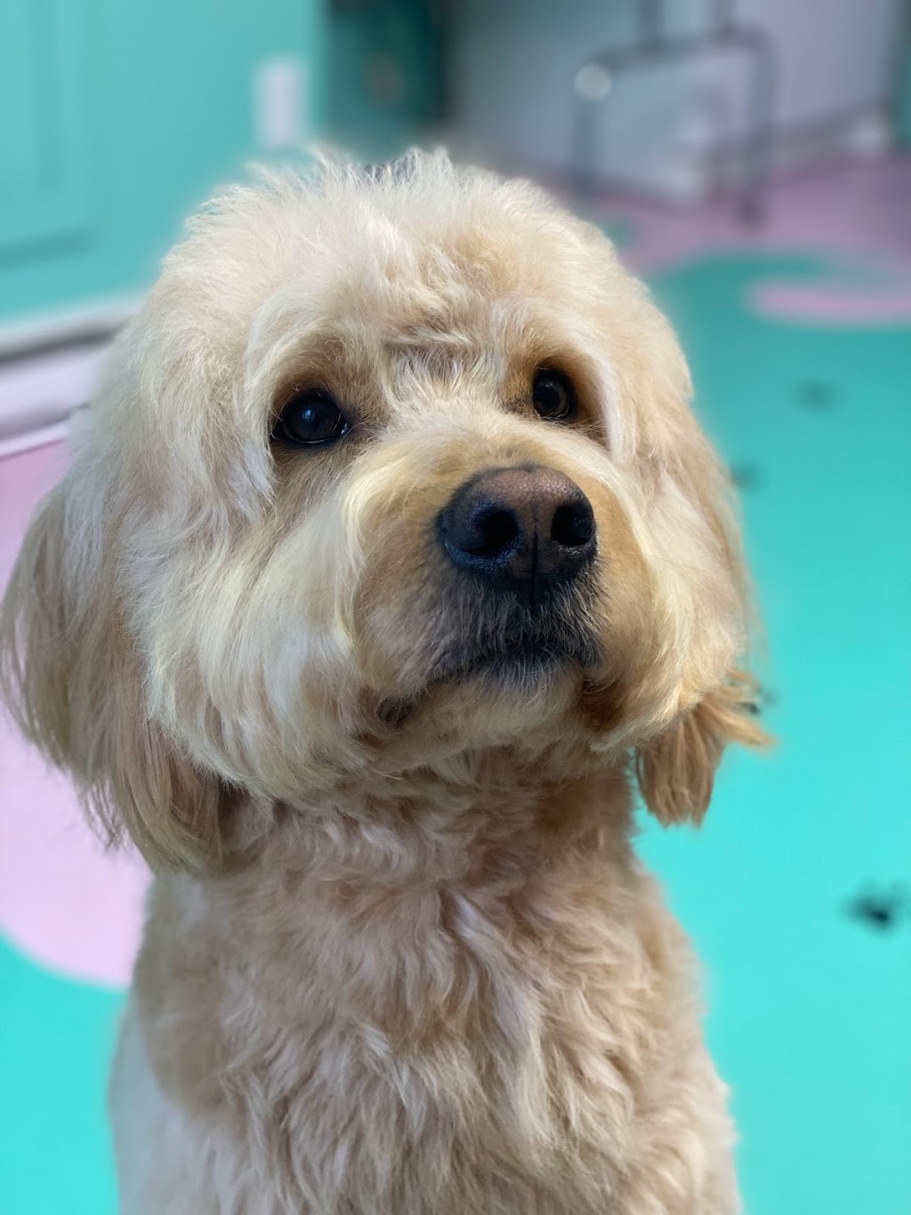 Topaws Grooming | 5302 Koksilah Rd, Duncan, BC V9L 6V3, Canada | Phone: (778) 455-2021