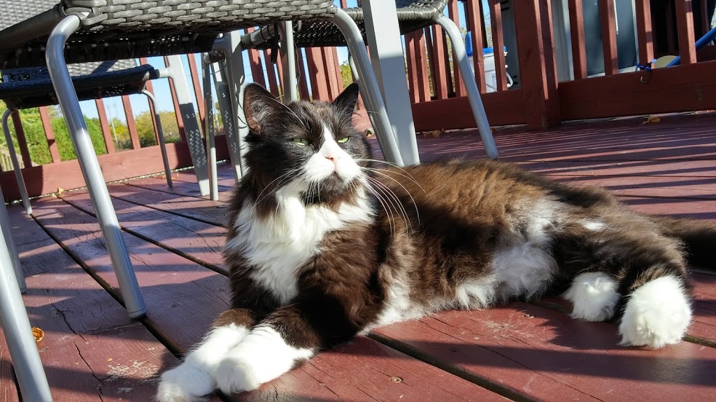 St Lazare Veterinary Hospital | 2050 Chemin Ste Angélique, Saint-Lazare, QC J7T 2Y7, Canada | Phone: (450) 455-8179