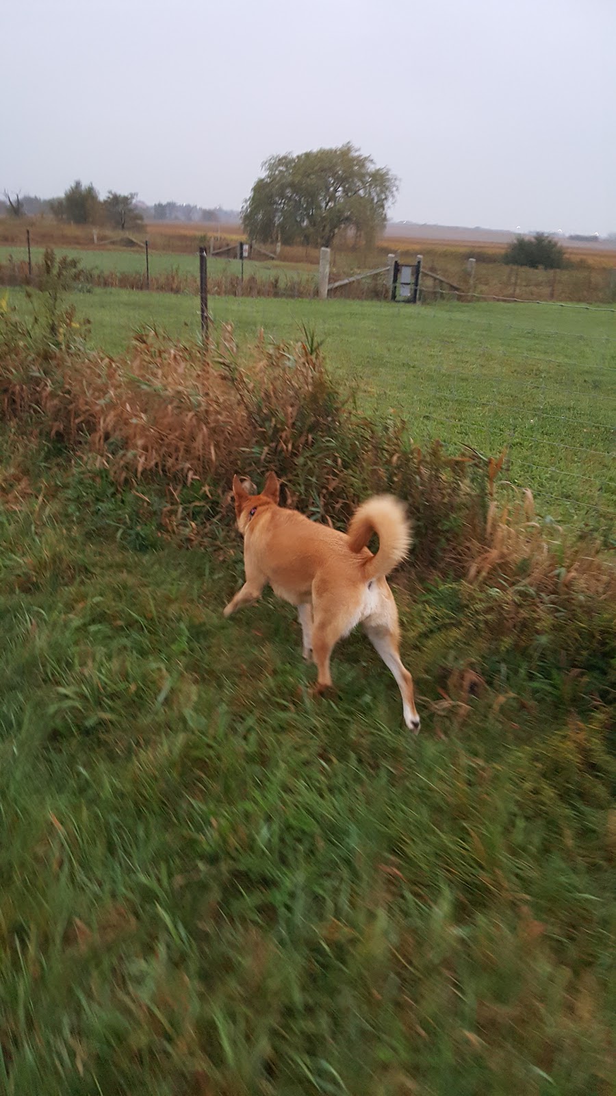 North Whitby Off-Leash Dog Park | 5001-, 5617 Cochrane St, Whitby, ON L1P 2A3, Canada