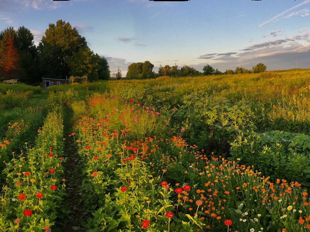 Cest Fleuri! ferme florale | 3804 Chem. de Kildare, Rawdon, QC J0K 1S0, Canada | Phone: (514) 887-7831