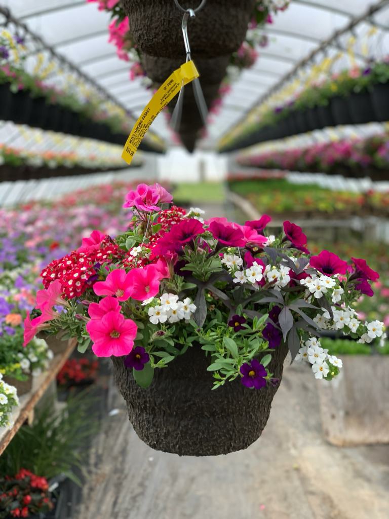 Arnolds Greenhouses | 9774 Winston Churchill Blvd, Norval, ON L0P 1K0, Canada | Phone: (905) 455-8382
