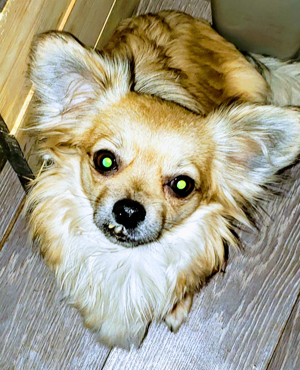 Mixed Blessings Puppies | 2040 Herd Rd, Duncan, BC V9L 5W3, Canada | Phone: (778) 422-3342