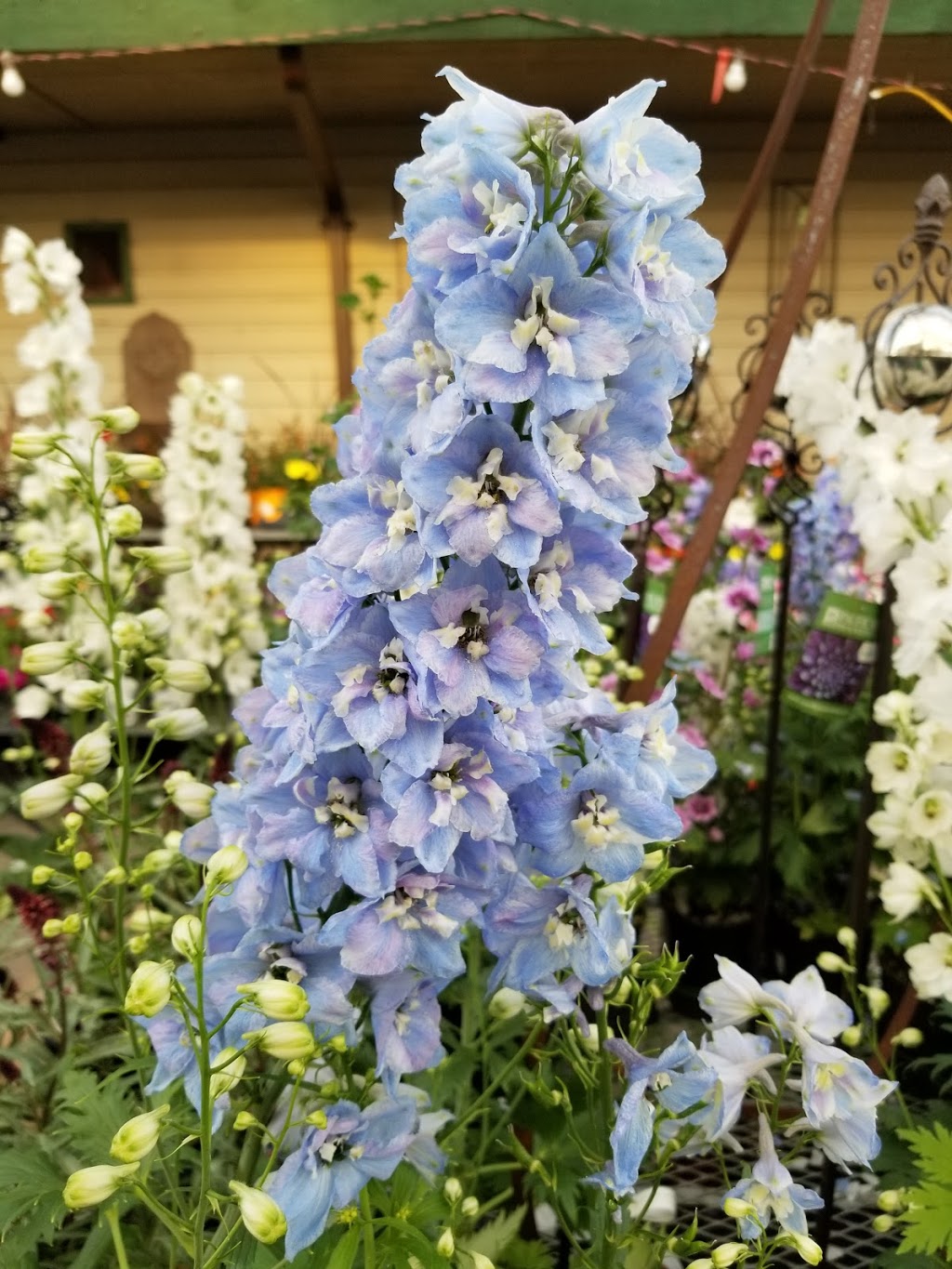 Hunters Garden Centre & Flower Shop | 15175 72 Ave, Surrey, BC V3S 2G3, Canada | Phone: (604) 590-2431