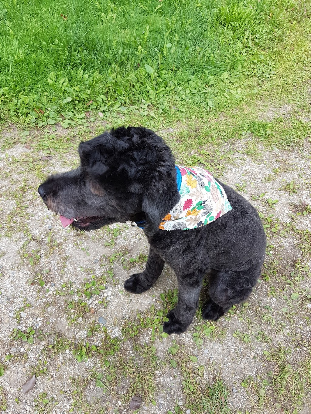 Ruff Cuts Pet Grooming by Lisa - Listowel | 5987 David St, Listowel, ON N4W 0C5, Canada | Phone: (519) 418-3647