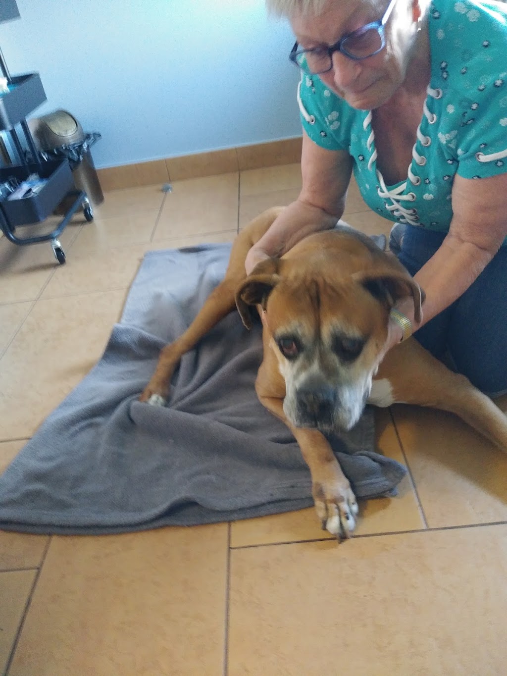 Veterinary Clinic Montérégie | 6000 Chemin de Chambly, Saint-Hubert, QC J3Y 6W9, Canada | Phone: (450) 443-0893
