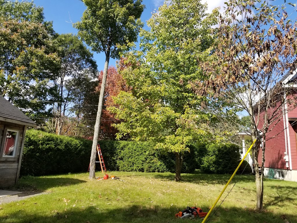 Ascension Arboriculture Elagage | 5941 Rue Lakeview, Rawdon, QC J0K 1S0, Canada | Phone: (514) 686-8011