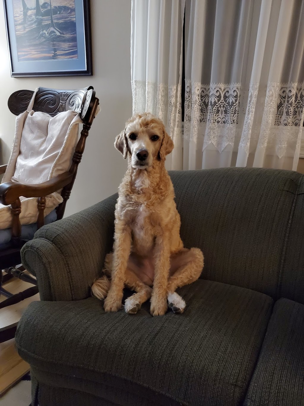 Country Suds Dog Grooming | 1520 Washington St, Greenwood, BC V0H 1J0, Canada | Phone: (236) 353-0010