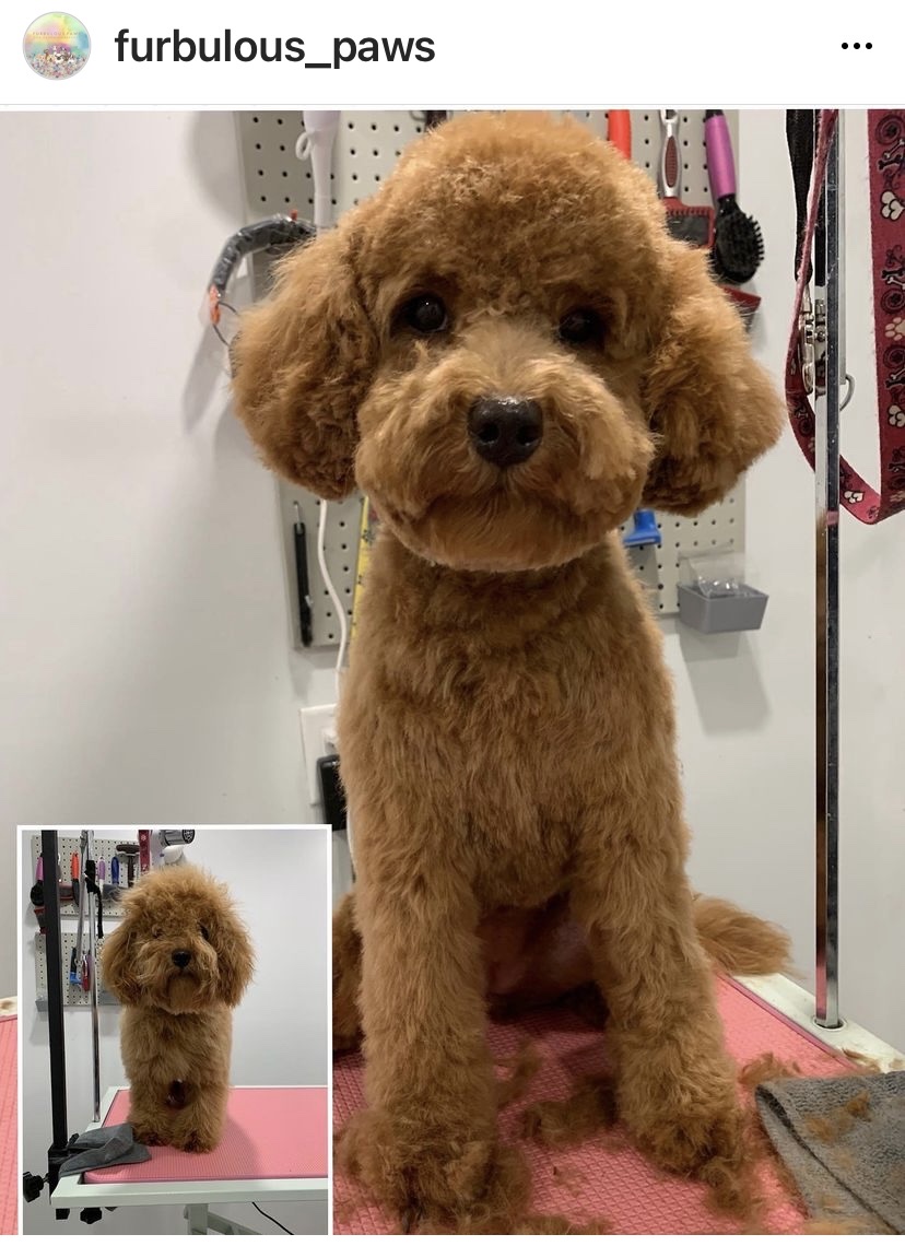 Furbulous Paws | 962 Mahogany Blvd SE, Calgary, AB T3M 2X3, Canada | Phone: (403) 505-4273