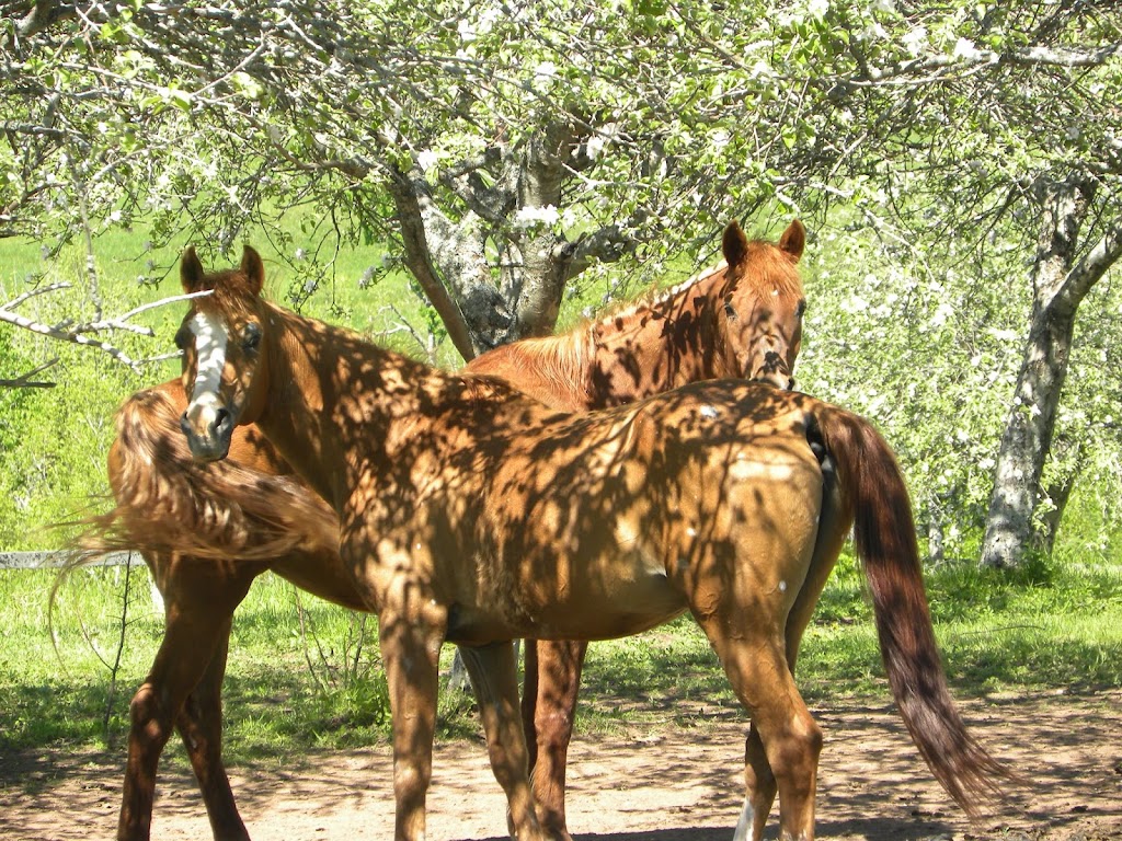 Angus Arabian Devon East | 205 Austin Rd, Mill Cove, NB E4C 3C1, Canada | Phone: (506) 488-2181
