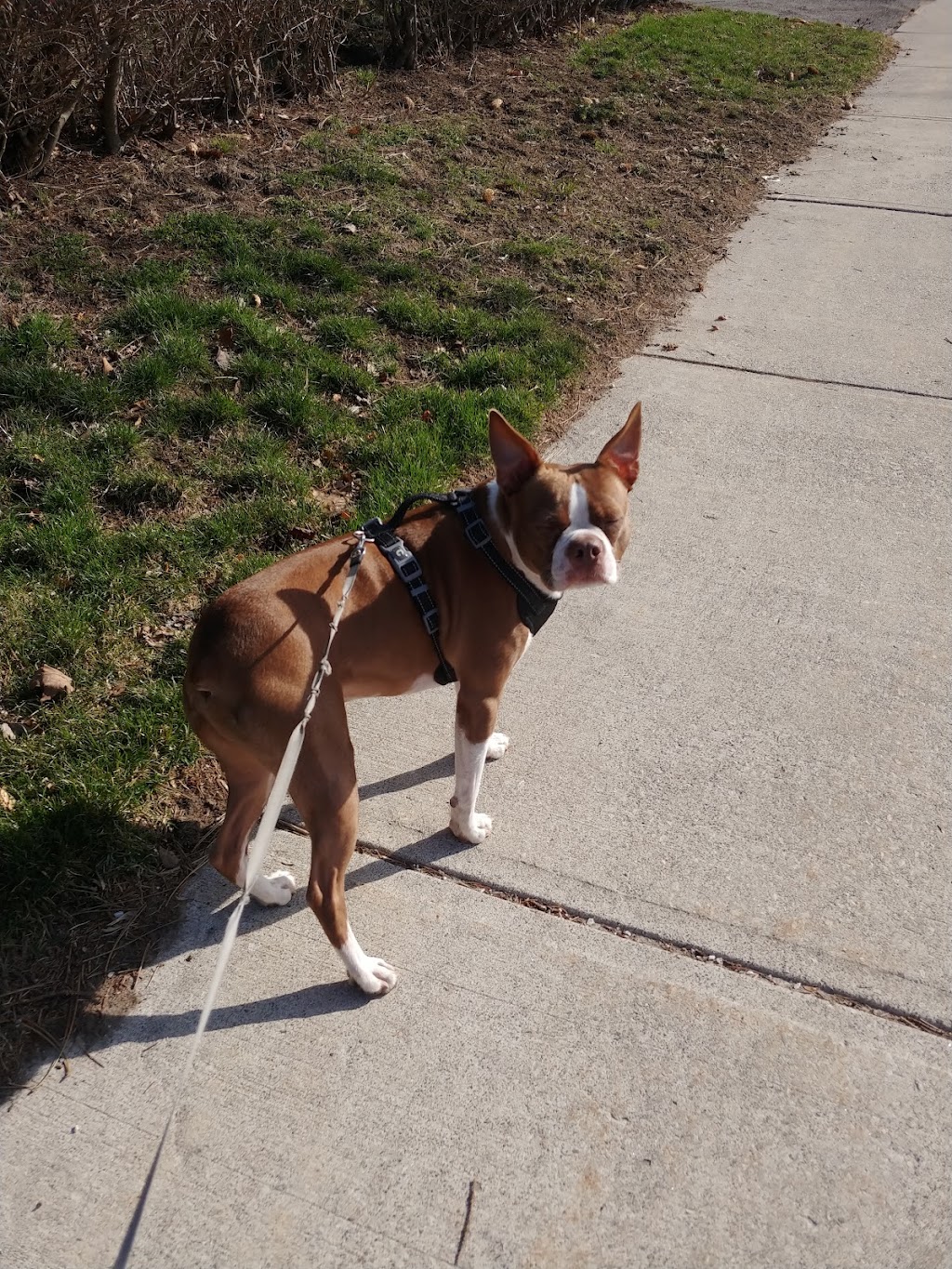 Brittanys Pet Boarding Services | 337 Beechgrove Dr, Scarborough, ON M1E 4A2, Canada | Phone: (647) 857-6289