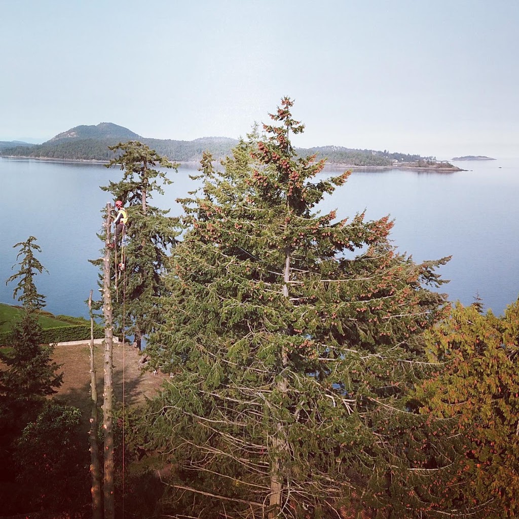 2 Mikes Tree Service | 7217 Lantzville Rd, Lantzville, BC V0R 2H0, Canada | Phone: (250) 714-9214