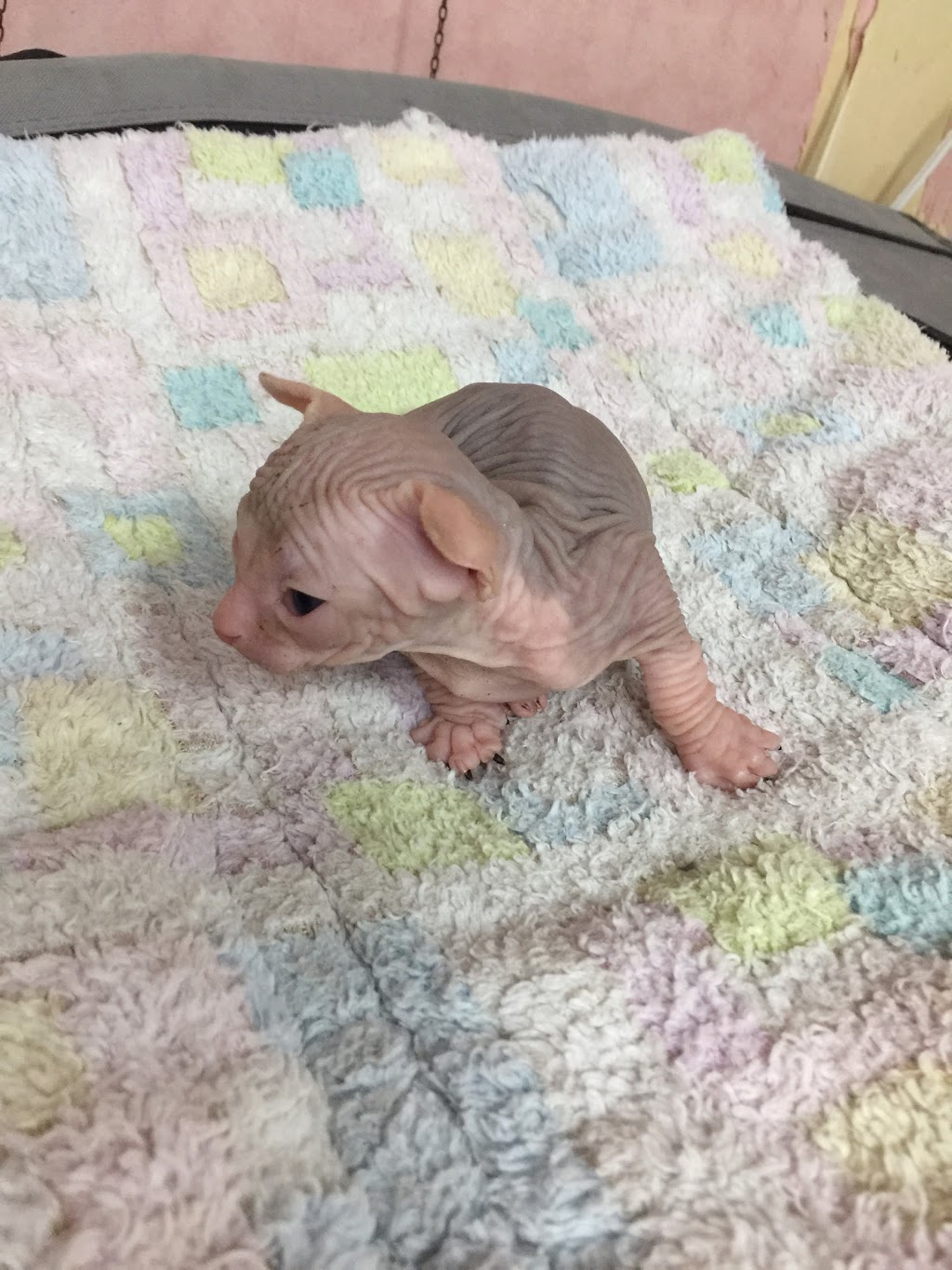 Sphynx Canada Cattery | 1439 S Cameron Blvd, Windsor, ON N9B 3C8, Canada | Phone: (519) 791-7922