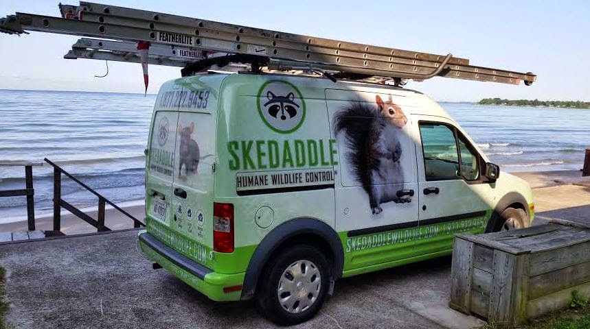Skedaddle Humane Wildlife Control | 1288 Osprey Dr, Ancaster, ON L9G 4V5, Canada | Phone: (905) 574-7777