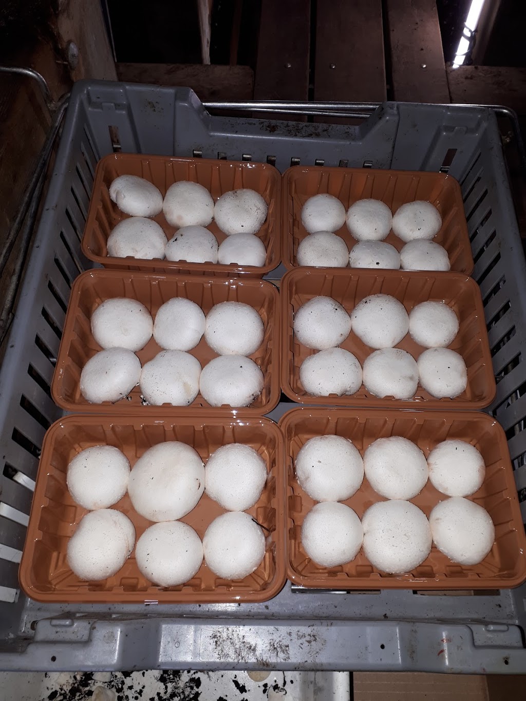 Highline Mushrooms Wellington | 339 Conley Rd, Bloomfield, ON K0K 1G0, Canada | Phone: (613) 399-3121