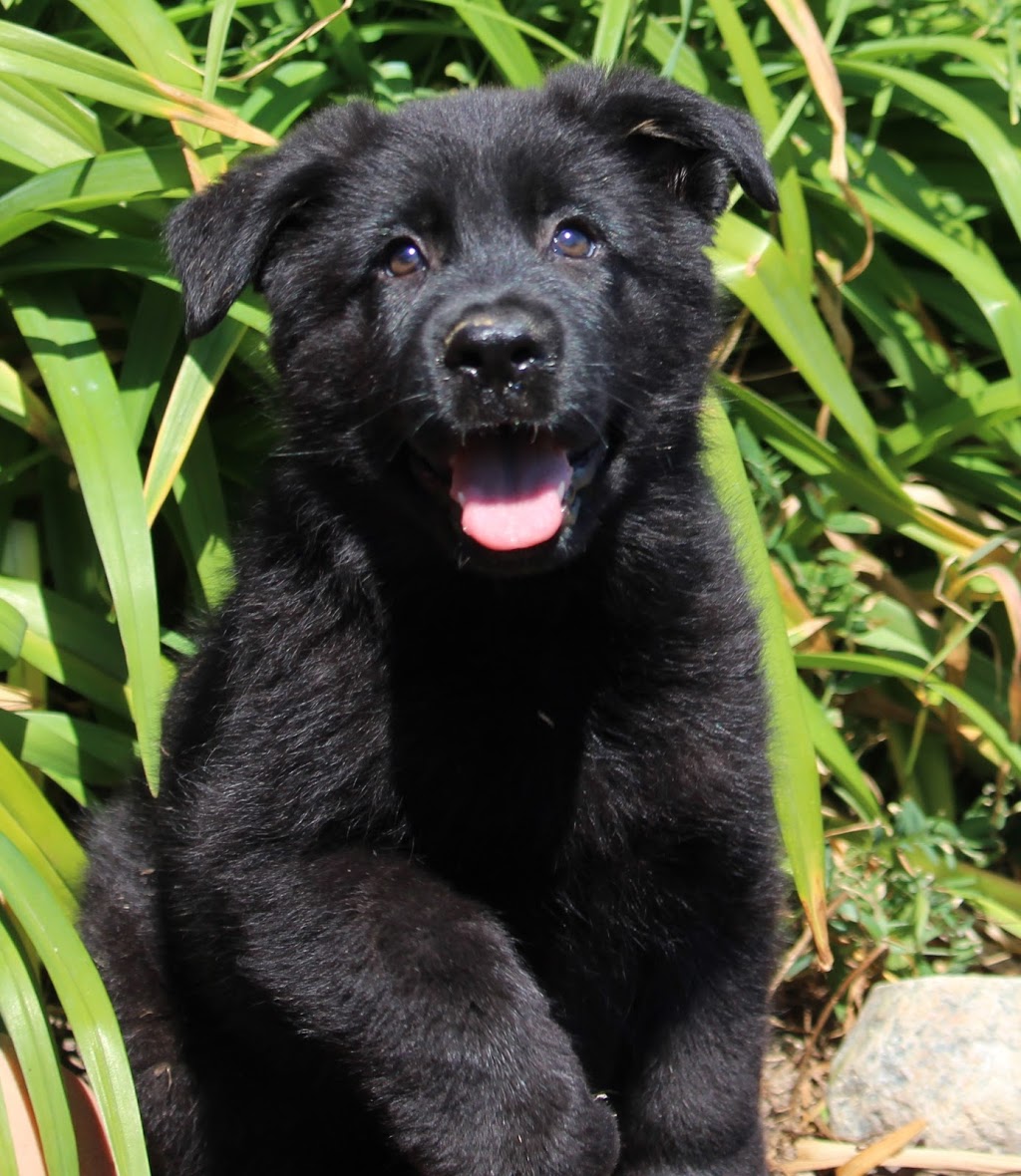 Wild Winds German Shepherds | 7489 1 Line RR #3, Arthur, ON N0G 1A0, Canada | Phone: (519) 831-8383