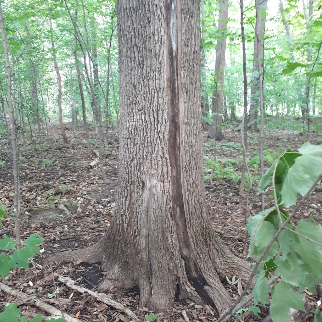 Harvey Fraser Nature Park | Cecelia St, Pembroke, ON K8A 7W9, Canada | Phone: (613) 735-6821