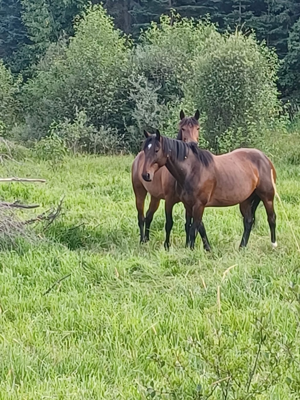 Trit-Trot Farms - Home of Unicorn Club | 4991 BC-3, Fernie, BC V0B 1M1, Canada | Phone: (250) 430-1933