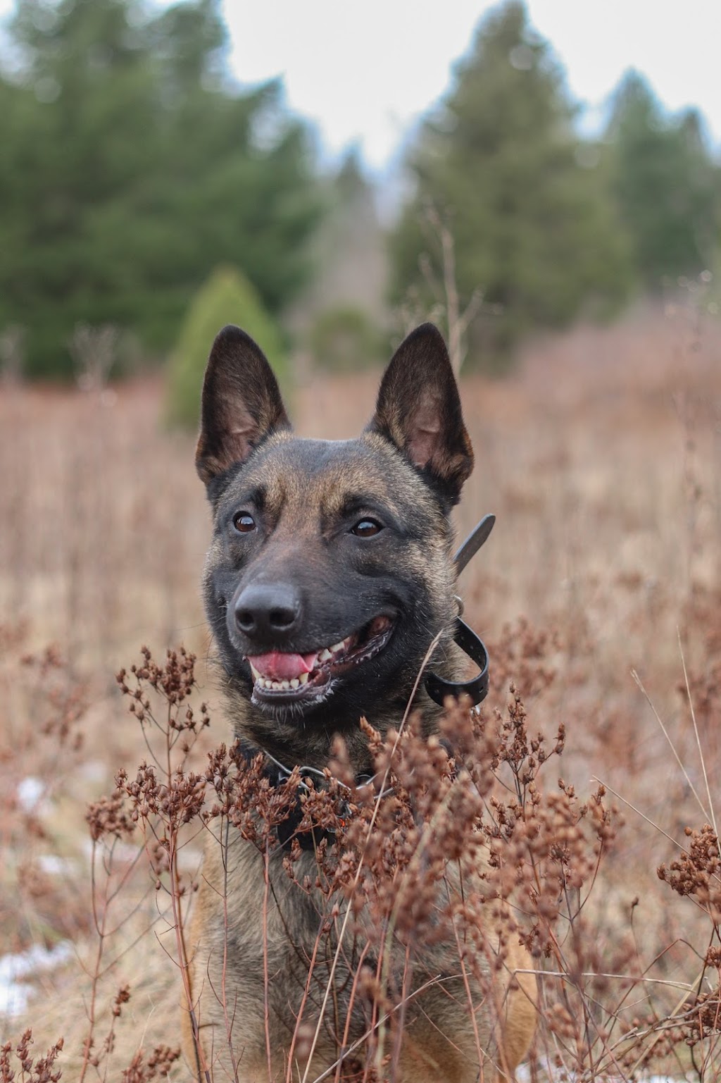 Ideal Canine | 33717 6 Ave, Mission, BC V2V 2A5, Canada | Phone: (778) 347-1884